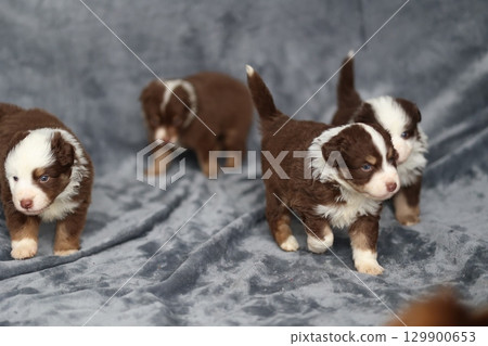 Group of puppies are walking on a grey blanket Group of puppies are walking on a grey blanket 129900653