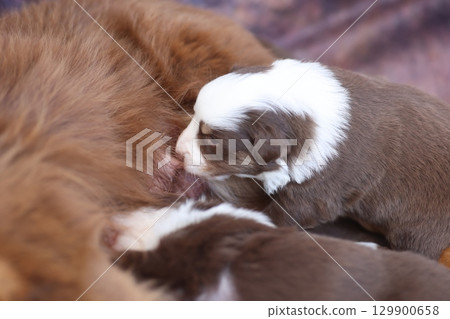 A mother dog is nursing her puppies A mother dog is nursing her puppies 129900658