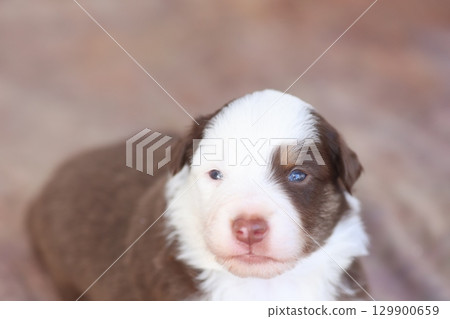 A puppy with a blue eye is sitting on a carpet 129900659