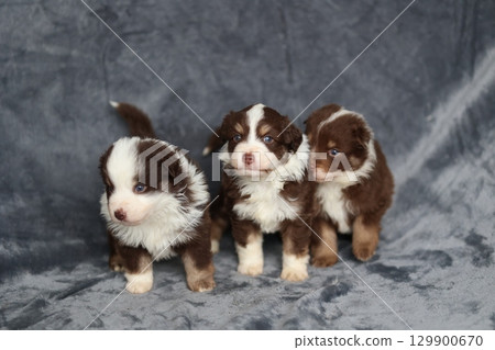 Three puppies are standing on a grey surface 129900670