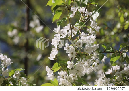 A tree with white flowers is in full bloom 129900671