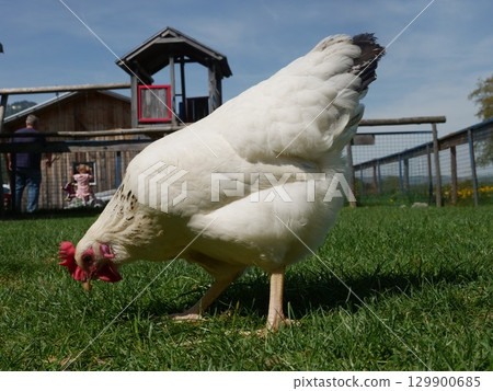 White chicken is eating grass in a field White chicken is eating grass in a field 129900685