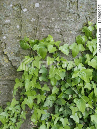 Wall covered in ivy plants 129900695