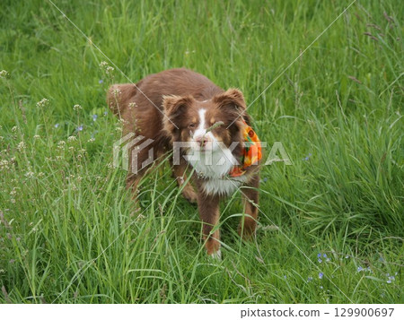 Brown and white dog is standing in a field of grass 129900697
