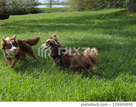 Two dogs are running in a grassy field Two dogs are running in a grassy field 129900698