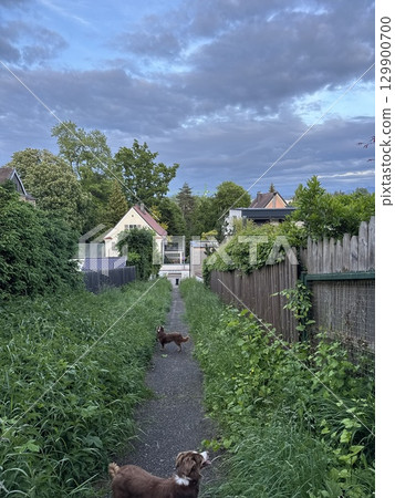 Two dogs are walking down a path in a residential area 129900700