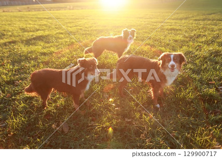 Three dogs are standing in a field, one of which is wearing a collar 129900717