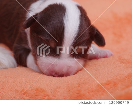 Brown and white puppy is sleeping on a blanket 129900749