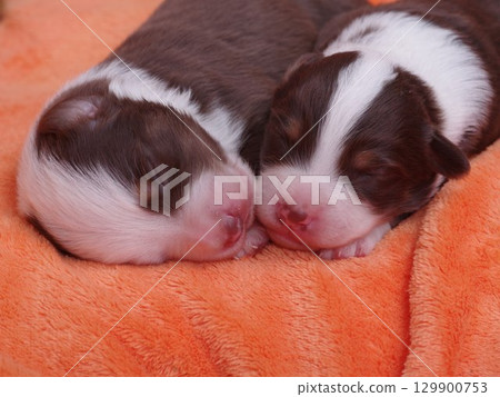 Two puppies are sleeping on a blanket 129900753