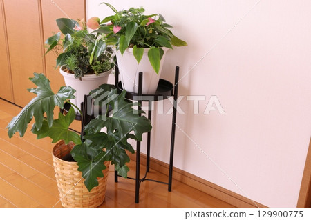 觀賞植物的房間 觀賞植物的房間 129900775