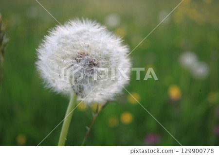 Single white flower with a yellow center is the main focus of the image 129900778
