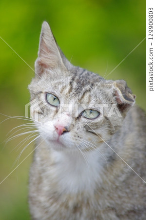 Cat with a pink nose and green eyes is looking at the camera 129900803
