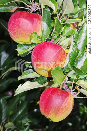 Three red apples hanging from a tree Three red apples hanging from a tree 129900805