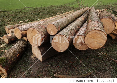 A pile of logs with some of them being cut in half 129900841