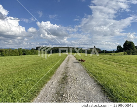 Dog is walking down a dirt road in a field 129900842