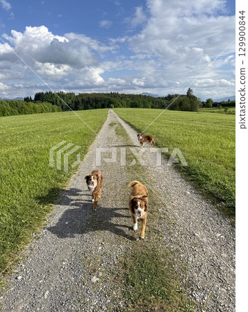 Three dogs are walking down a dirt road in a grassy field 129900844