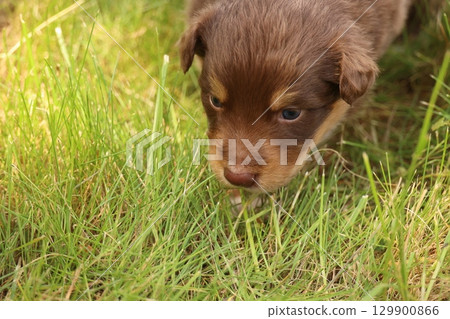 An Adorable Little Puppy Joyfully Exploring the Soft Grass in a Bright Sunny Field 129900866