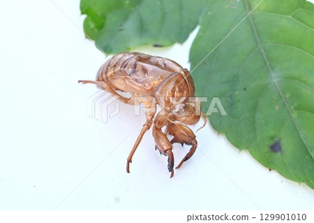 蟬的形態，昆蟲背景素材，殼，蟬聲，夏日風景 129901010