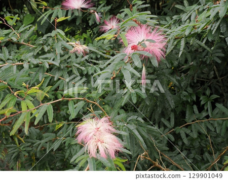 Peach feathers floating on the tips of the branches - Albizia julibrissinii at Lake Barrine Peach feathers floating on the tips of the branches - Albizia julibrissinii at Lake Barrine 129901049