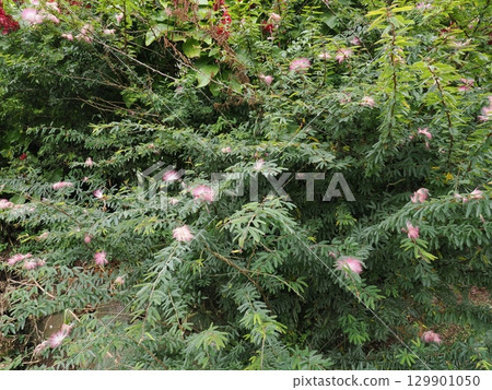 Peach cotton blooming on green feathers - Albizia julibrissinata of Lake Barrine Peach cotton blooming on green feathers - Albizia julibrissinata of Lake Barrine 129901050