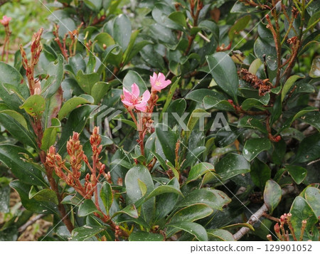 桃花苞掩映在光滑的葉子之間-巴林湖的梅迪尼拉 桃花苞掩映在光滑的葉子之間-巴林湖的梅迪尼拉 129901052