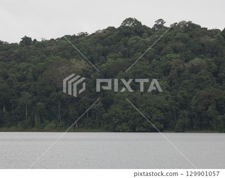 Green walls and the stillness of the water - the forest depths of Lake Barrine 129901057