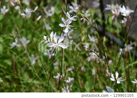 柳葉菜花、白蝴蝶草、山桃草和時令花的背景材料 柳葉菜花、白蝴蝶草、山桃草和時令花的背景材料 129901105