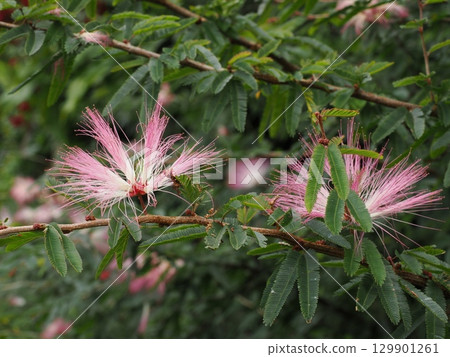 漂浮在枝頭的桃色羽毛－巴林湖的合歡樹 129901261