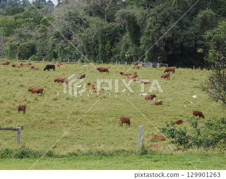 草地上休息的羊群及其羽毛－吉利斯路上的放牧場景 129901263