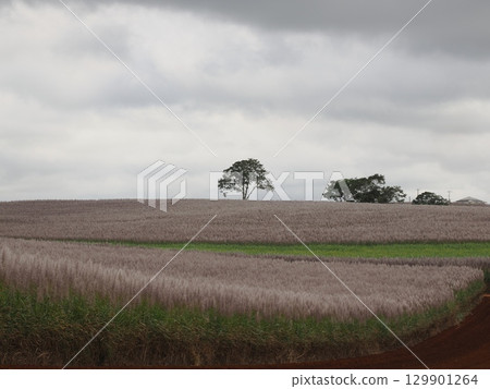 山脊之外的生命跡象-吉利斯路的農田 山脊之外的生命跡象-吉利斯路的農田 129901264