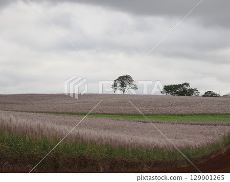 犁溝的節奏與山丘的呼吸－吉利斯路的農業景觀 129901265