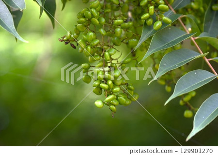 蠟樹果實(核果)和蠟燭的資源植物 蠟樹果實(核果)和蠟燭的資源植物 129901270