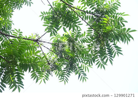 蠟樹果實(核果)和蠟燭的資源植物 蠟樹果實(核果)和蠟燭的資源植物 129901271