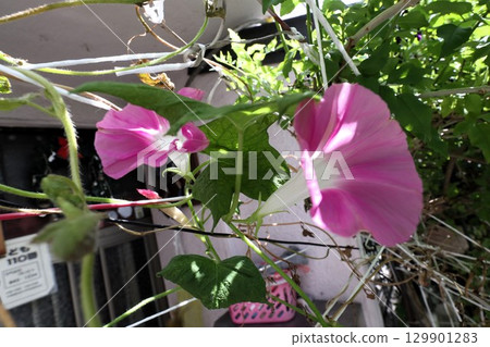 夏日庭園花卉「牽牛花」 牽牛花：花壇花卉：牽牛花大廈 129901283