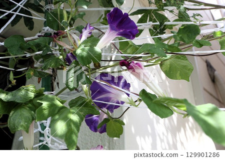 Summer garden flower "Morning glory" Morning glory: Flower bed flowers: Morning glory mansion Summer garden flower "Morning glory" Morning glory: Flower bed flowers: Morning glory mansion 129901286