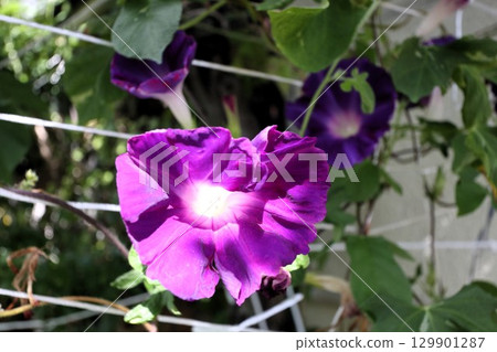 Summer garden flower "Morning glory" Morning glory: Flower bed flowers: Morning glory mansion Summer garden flower "Morning glory" Morning glory: Flower bed flowers: Morning glory mansion 129901287