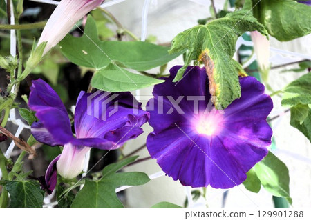 Summer garden flower "Morning glory" Morning glory: Flower bed flowers: Morning glory mansion 129901288