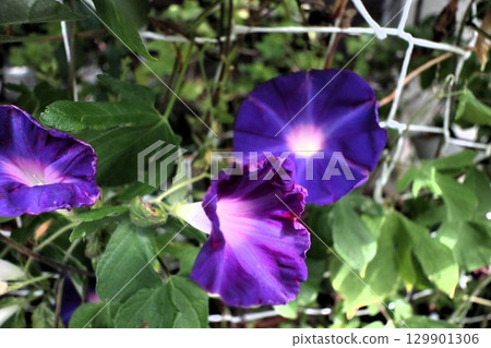 Summer garden flower "Morning glory" Morning glory: Flower bed flowers: Morning glory mansion Summer garden flower "Morning glory" Morning glory: Flower bed flowers: Morning glory mansion 129901306