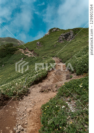 Mount Furano: Summer sky and alpine plants 129901564