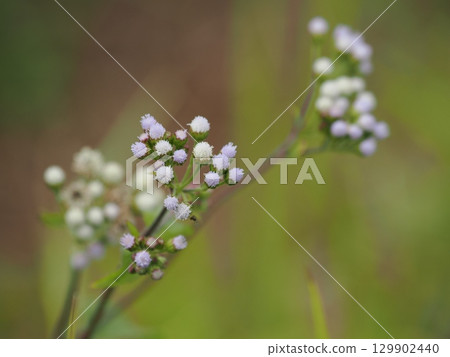 Pale purple cotton sways in the wind - Ageratum Afternoon 129902440