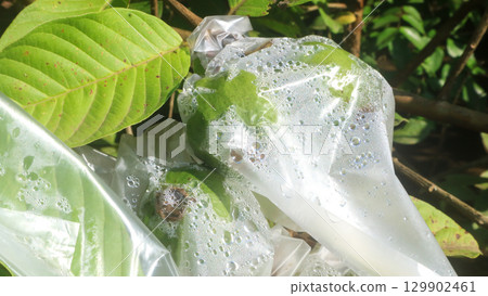 Guava fruit hanging on the tree in the morning wrapped in plastic, southeast asia tropical fruit 129902461
