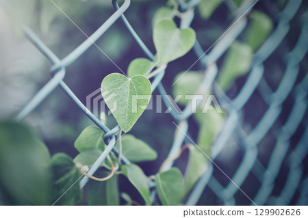 Heart-shaped leaves tangled in a net fence 129902626