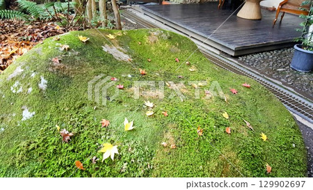 Ginkgo leaves scattered across a green carpet Ginkgo leaves scattered across a green carpet 129902697