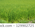 Rice plants have fully emerged in a rice field that is suffering from a water shortage due to the intense heat. 129902725
