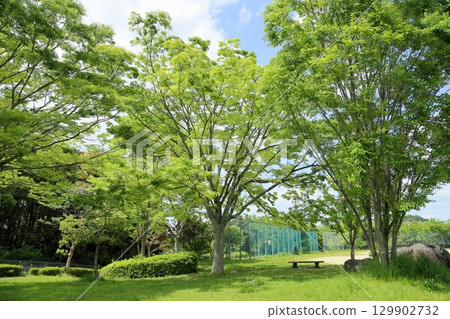 The season of young leaves 129902732
