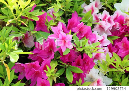 Cute Hirado azalea flowers 129902734