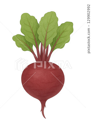 [Vegetables] Illustration of beets 129902992