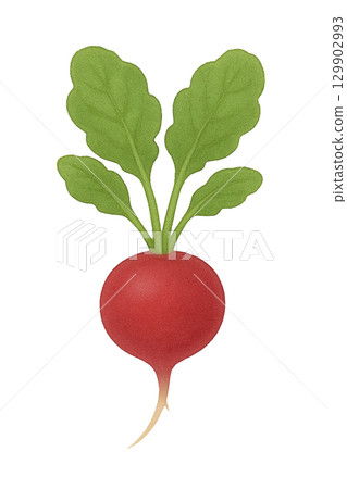 [Vegetables] Illustration of radish 129902993