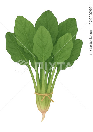 [Vegetables] Illustration of spinach 129902994