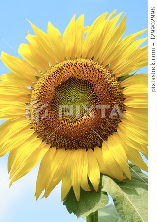 Beautiful sunflowers blooming towards the sun in summer Beautiful sunflowers blooming towards the sun in summer 129902998